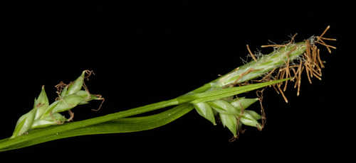Carex chapmanii #18